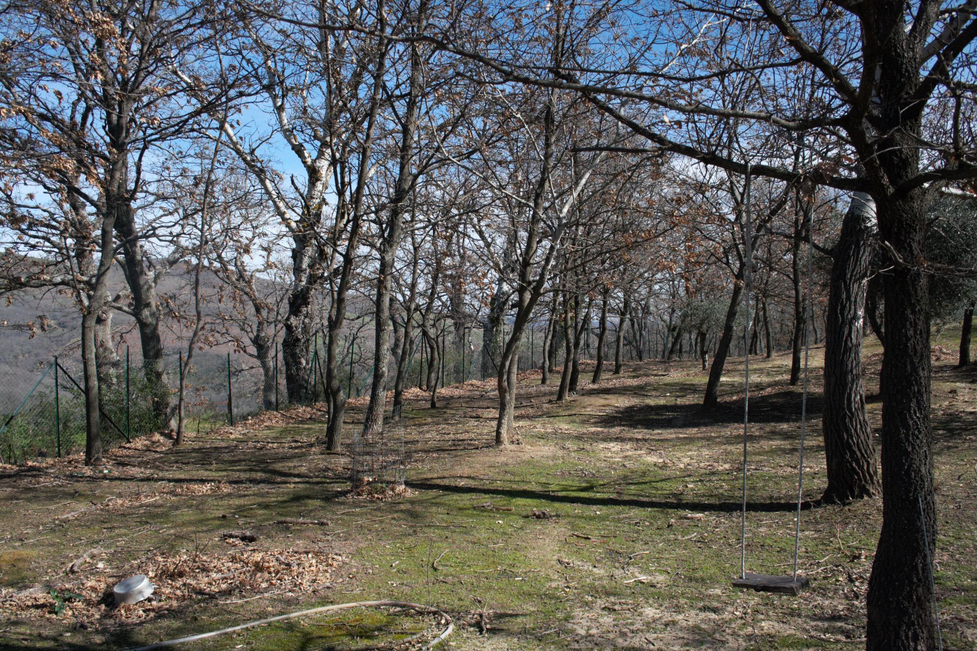 caccia a tartufo tartufaia