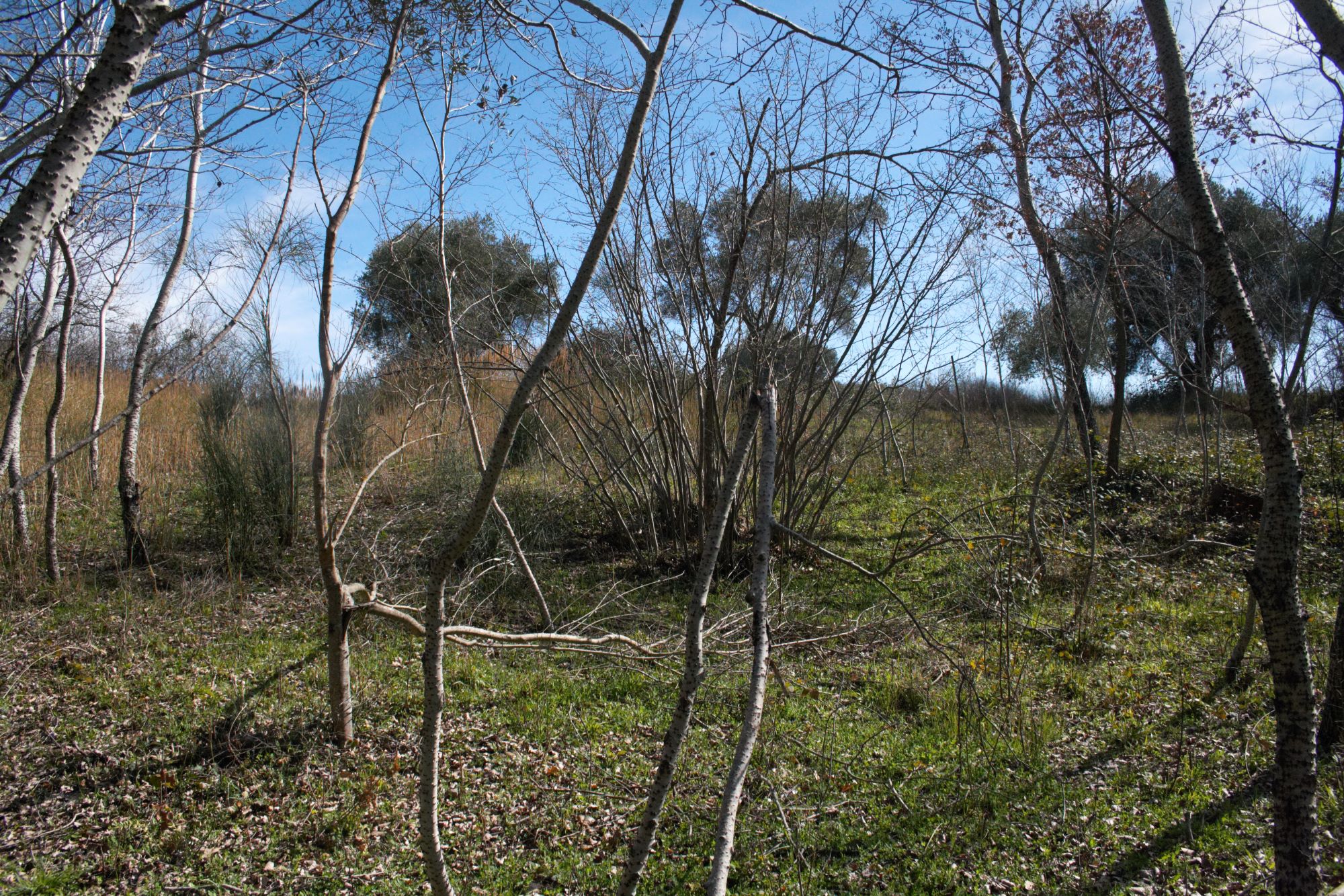 caccia a tartufo tartufaia